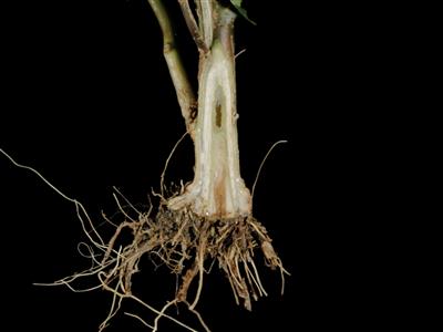 Laboratoire d'expertise et de diagnostic en phytoprotection - MAPAQ
