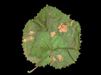 Laboratoire d'expertise et de diagnostic en phytoprotection - MAPAQ