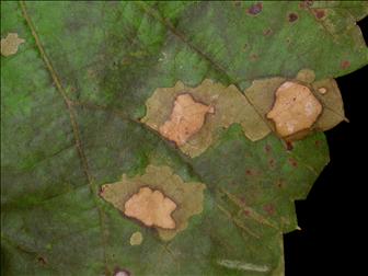 Laboratoire d'expertise et de diagnostic en phytoprotection - MAPAQ