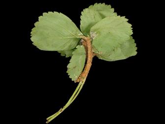 Laboratoire d'expertise et de diagnostic en phytoprotection - MAPAQ