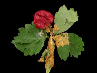 Laboratoire d'expertise et de diagnostic en phytoprotection - MAPAQ