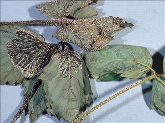 Laboratoire d'expertise et de diagnostic en phytoprotection - MAPAQ