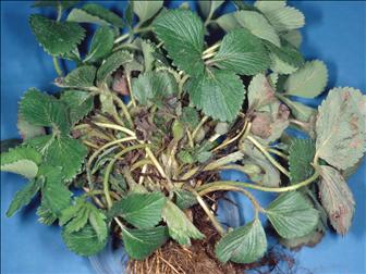 Laboratoire d'expertise et de diagnostic en phytoprotection - MAPAQ