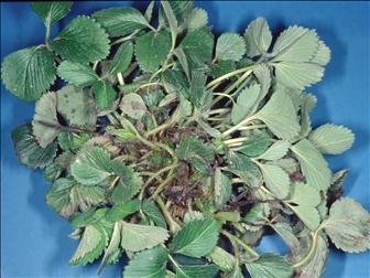 Laboratoire d'expertise et de diagnostic en phytoprotection - MAPAQ