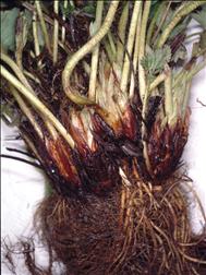 Laboratoire d'expertise et de diagnostic en phytoprotection - MAPAQ