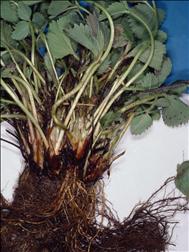Laboratoire d'expertise et de diagnostic en phytoprotection - MAPAQ
