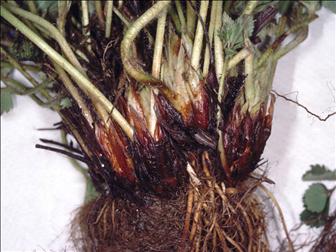 Laboratoire d'expertise et de diagnostic en phytoprotection - MAPAQ