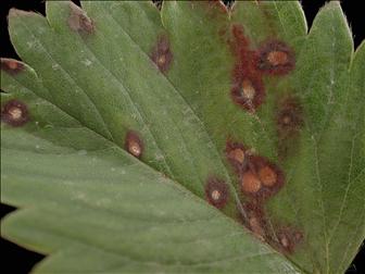 Laboratoire d'expertise et de diagnostic en phytoprotection - MAPAQ