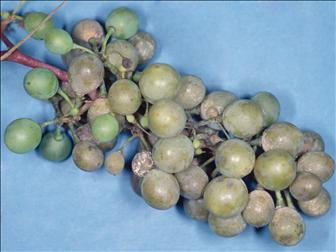 Laboratoire d'expertise et de diagnostic en phytoprotection - MAPAQ