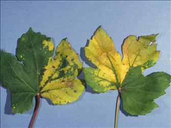 Laboratoire d'expertise et de diagnostic en phytoprotection - MAPAQ