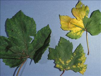 Laboratoire d'expertise et de diagnostic en phytoprotection - MAPAQ