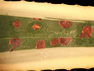 Laboratoire d'expertise et de diagnostic en phytoprotection - MAPAQ