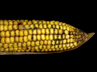 Laboratoire d'expertise et de diagnostic en phytoprotection - MAPAQ
