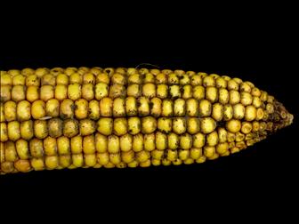 Laboratoire d'expertise et de diagnostic en phytoprotection - MAPAQ