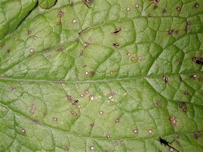Laboratoire d'expertise et de diagnostic en phytoprotection - MAPAQ