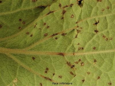 Laboratoire d'expertise et de diagnostic en phytoprotection - MAPAQ