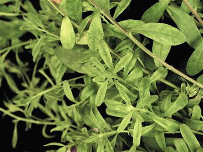 Laboratoire d'expertise et de diagnostic en phytoprotection - MAPAQ