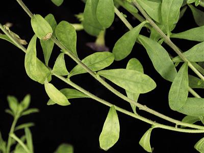 Laboratoire d'expertise et de diagnostic en phytoprotection - MAPAQ