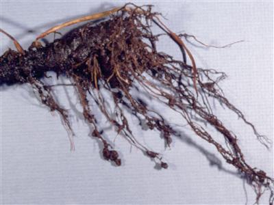 Laboratoire d'expertise et de diagnostic en phytoprotection - MAPAQ