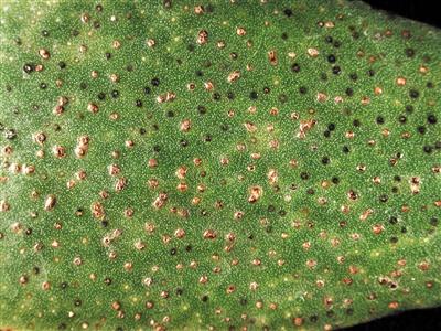 Laboratoire d'expertise et de diagnostic en phytoprotection - MAPAQ