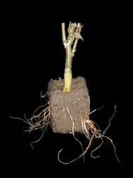 Laboratoire d'expertise et de diagnostic en phytoprotection - MAPAQ