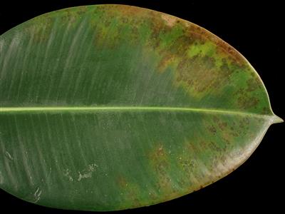 Laboratoire d'expertise et de diagnostic en phytoprotection - MAPAQ