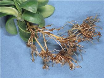 Laboratoire d'expertise et de diagnostic en phytoprotection - MAPAQ