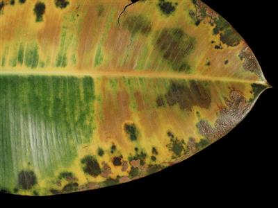 Laboratoire d'expertise et de diagnostic en phytoprotection - MAPAQ