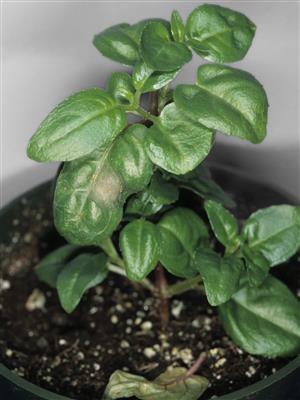 Laboratoire d'expertise et de diagnostic en phytoprotection - MAPAQ