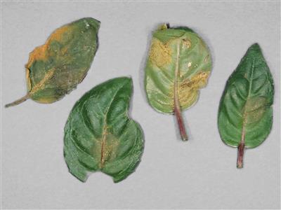 Laboratoire d'expertise et de diagnostic en phytoprotection - MAPAQ