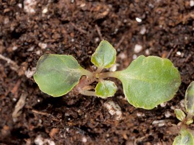 Laboratoire d'expertise et de diagnostic en phytoprotection - MAPAQ