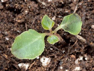 Laboratoire d'expertise et de diagnostic en phytoprotection - MAPAQ