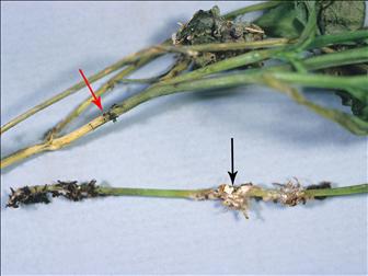 Laboratoire d'expertise et de diagnostic en phytoprotection - MAPAQ