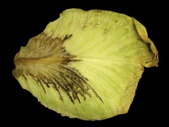 Laboratoire d'expertise et de diagnostic en phytoprotection - MAPAQ