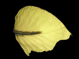Laboratoire d'expertise et de diagnostic en phytoprotection - MAPAQ