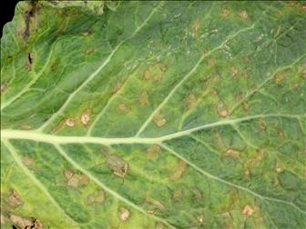 Laboratoire d'expertise et de diagnostic en phytoprotection - MAPAQ