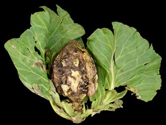 Laboratoire d'expertise et de diagnostic en phytoprotection - MAPAQ