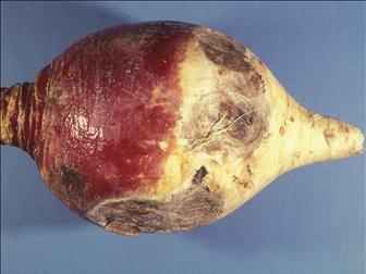 Laboratoire d'expertise et de diagnostic en phytoprotection - MAPAQ