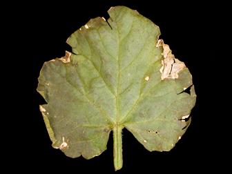 Laboratoire d'expertise et de diagnostic en phytoprotection - MAPAQ
