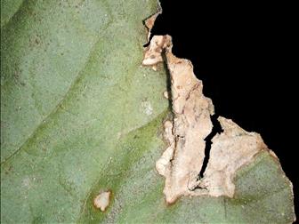 Laboratoire d'expertise et de diagnostic en phytoprotection - MAPAQ