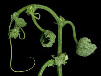 Laboratoire d'expertise et de diagnostic en phytoprotection - MAPAQ