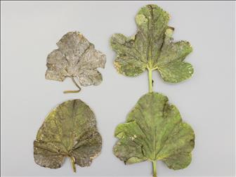 Laboratoire d'expertise et de diagnostic en phytoprotection - MAPAQ