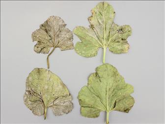 Laboratoire d'expertise et de diagnostic en phytoprotection - MAPAQ
