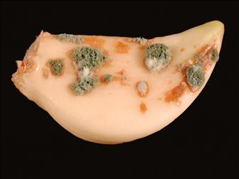 Laboratoire d'expertise et de diagnostic en phytoprotection - MAPAQ
