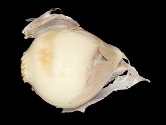 Laboratoire d'expertise et de diagnostic en phytoprotection - MAPAQ