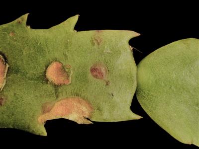 Laboratoire d'expertise et de diagnostic en phytoprotection - MAPAQ