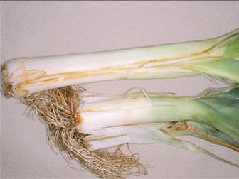 Laboratoire d'expertise et de diagnostic en phytoprotection - MAPAQ
