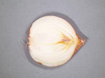 Laboratoire d'expertise et de diagnostic en phytoprotection - MAPAQ