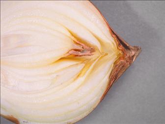 Laboratoire d'expertise et de diagnostic en phytoprotection - MAPAQ