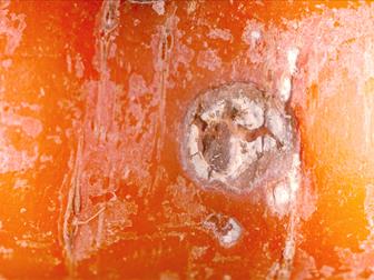 Laboratoire d'expertise et de diagnostic en phytoprotection - MAPAQ